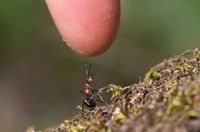 Ameisen entdecken mit Sandra Kraus - Nahe der Natur-Museum